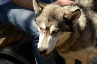 DSC_1667 (Large).JPG